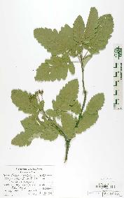 spécimen de Sorbus semipinnata